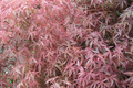 Japanese Maple Kotohime Cutting for Bonsai - Acer Kotohime, Zone 8a, Starter Cutting