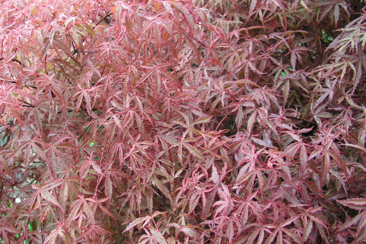 Japanese Maple Kotohime Cutting for Bonsai - Acer Kotohime, Zone 8a, Starter Cutting
