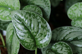 Silver Satin Pothos Cutting - Scindapsus Pictus 2-Node Fresh Cutting