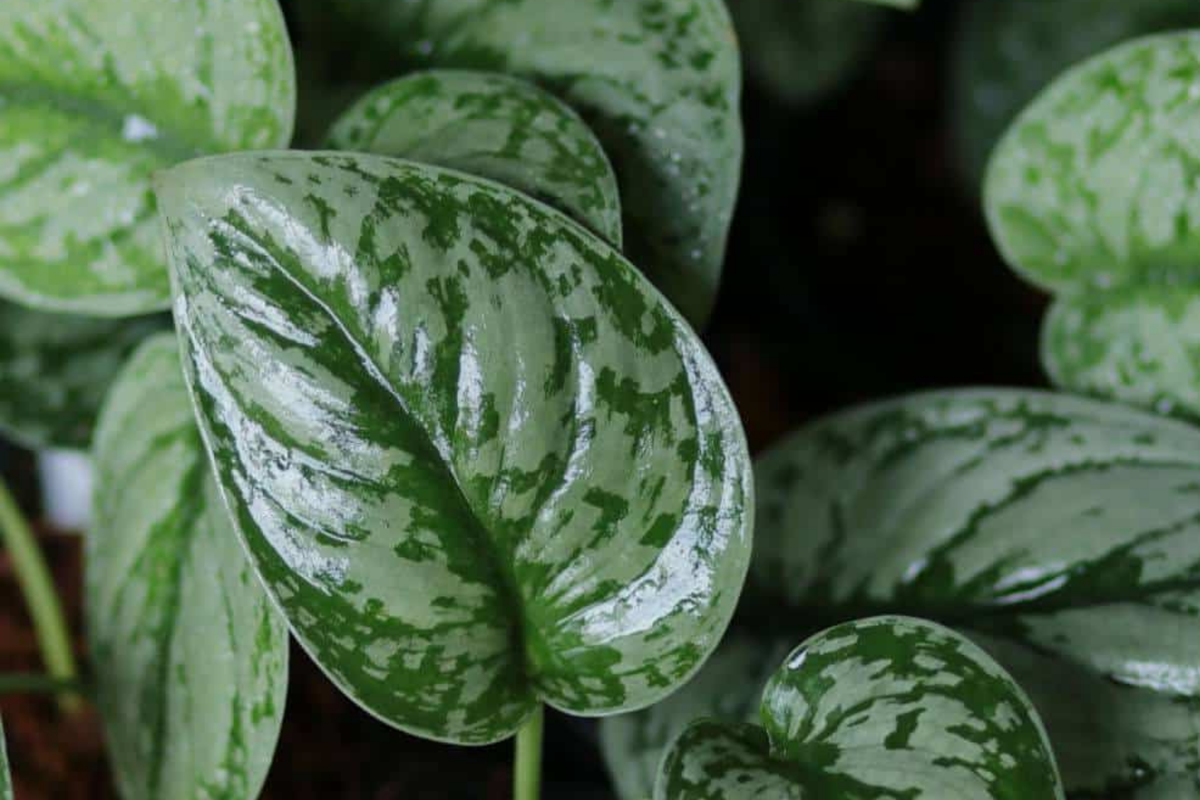 Silver Satin Pothos Cutting - Scindapsus Pictus 2-Node Fresh Cutting
