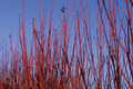 Red Osier Dogwood Cuttings - 12 Unrooted, Native Shrub for Hedging & Wildlife (Zones 2-7)