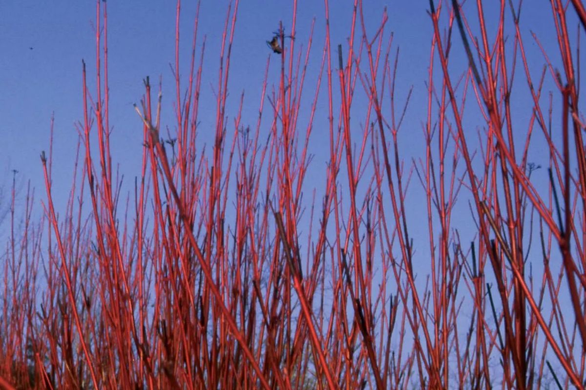 Red Osier Dogwood Cuttings - 12 Unrooted, Native Shrub for Hedging & Wildlife (Zones 2-7)