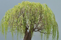 Green Weeping Willow Bonsai Tree Cutting - Thick Trunk Starter Bonsai Cutting