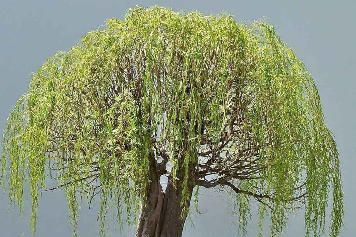 Green Weeping Willow Bonsai Tree Cutting - Thick Trunk Starter Bonsai Cutting