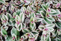12 Fully Rooted Wandering Jew Cuttings | Tradescantia Zebrina - Indoor/Outdoor Houseplants
