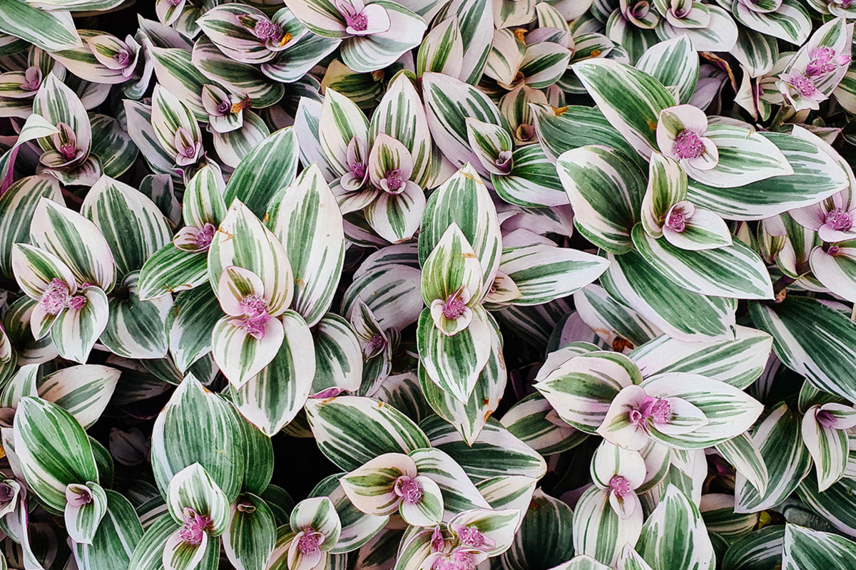 12 Fully Rooted Wandering Jew Cuttings | Tradescantia Zebrina - Indoor/Outdoor Houseplants