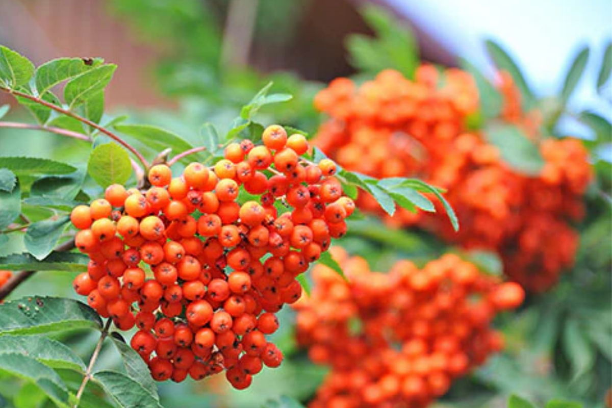 European Mountain Ash Tree (Sorbus aucuparia) - Bare Root Starter Plant 2-3 ft | Zones 2-9