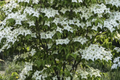 Flowering Dogwood Tree (Cornus florida) - Bare Root 2-3 ft | USDA Zones 4-9