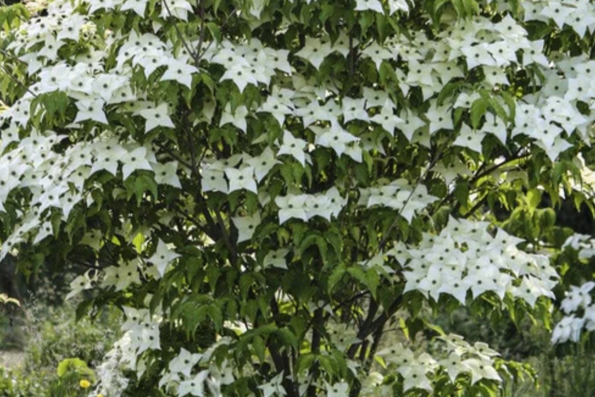 Flowering Dogwood Tree (Cornus florida) - Bare Root 2-3 ft | USDA Zones 4-9