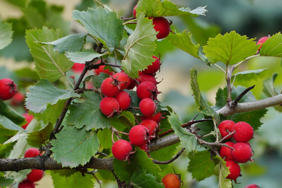 Mayhaw Tree Seedlings Crataegus aestivalis - 2 Live 6" Seedlings, Apple Hawthorn, Edible Red Fruit