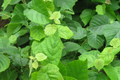American Hazelnut Trees (Corylus americana) - 5 Bareroot Starter Plants, Nut-Producing, Zones 4-9