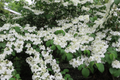 Judd Viburnum Shrub Viburnum × juddii 12-18" Starter Plant - Fragrant Pink/White Flowers
