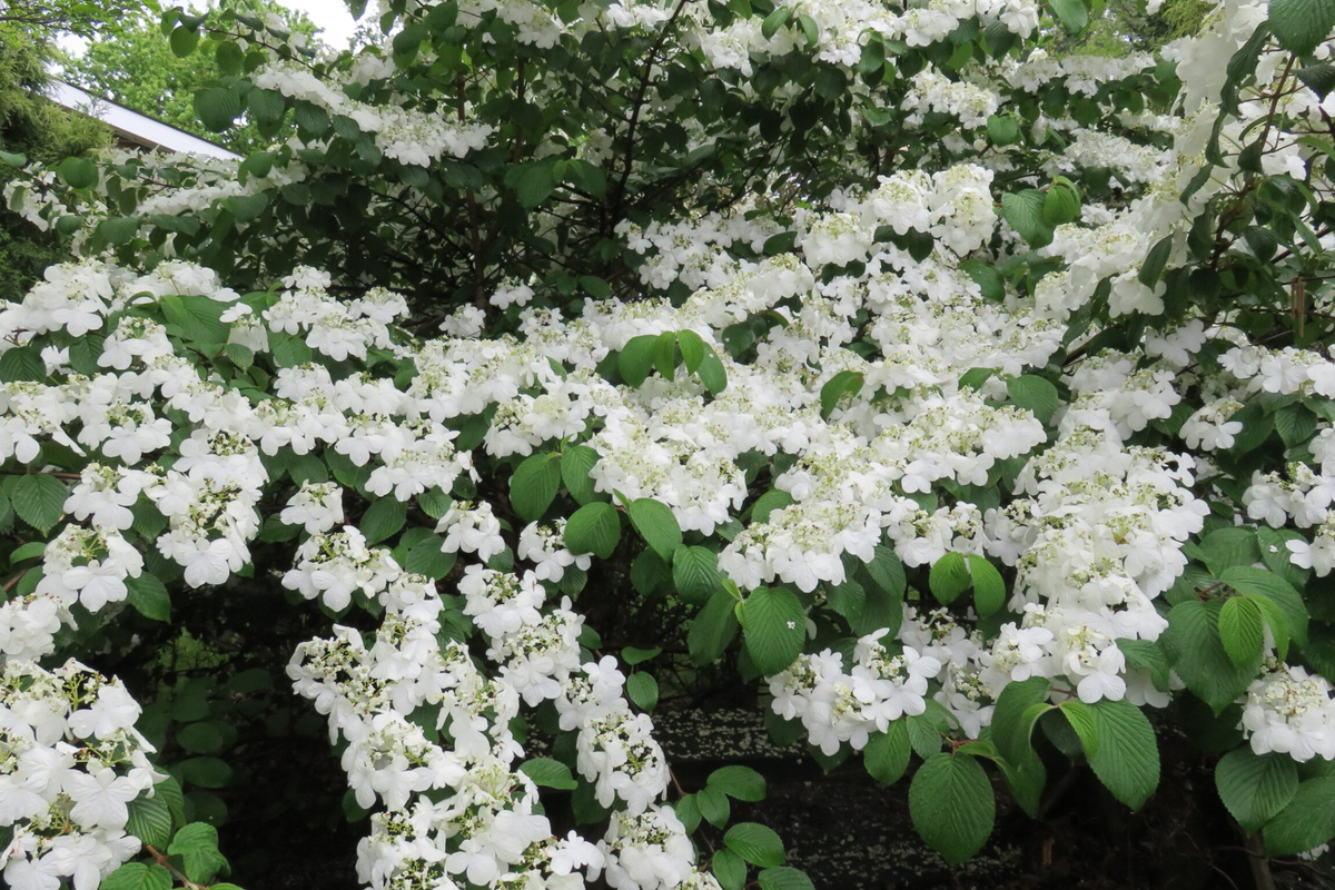 Judd Viburnum Shrub Viburnum × juddii 12-18" Starter Plant - Fragrant Pink/White Flowers