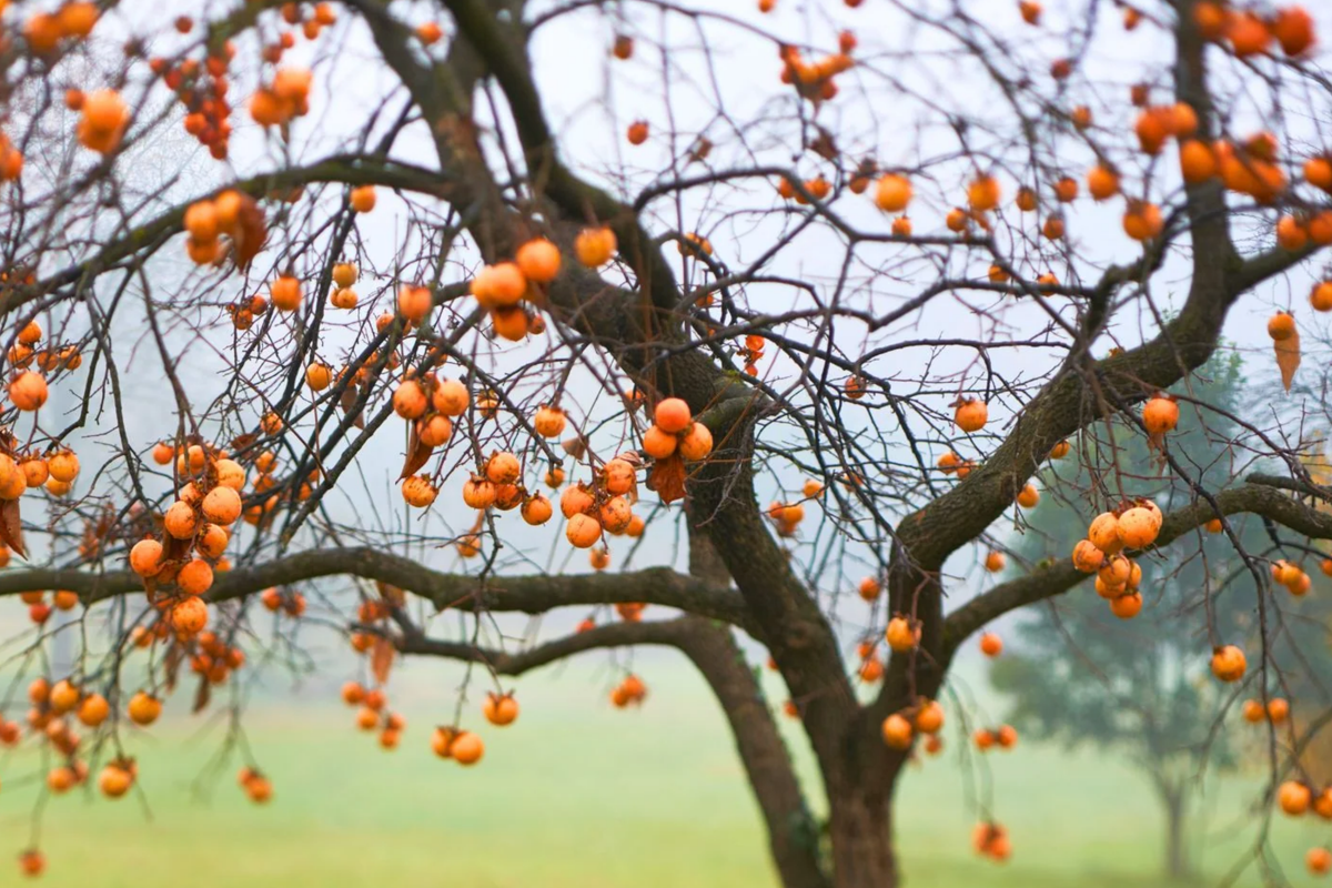 American Persimmon (Diospyros virginiana) Bare Root Tree - 18-24" | Hardy Zones 3-8