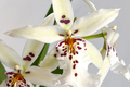Winter Wonderland 'White Fairy' Orchid Dendrobium Bare Root Seedling – Fragrant Starter Plant