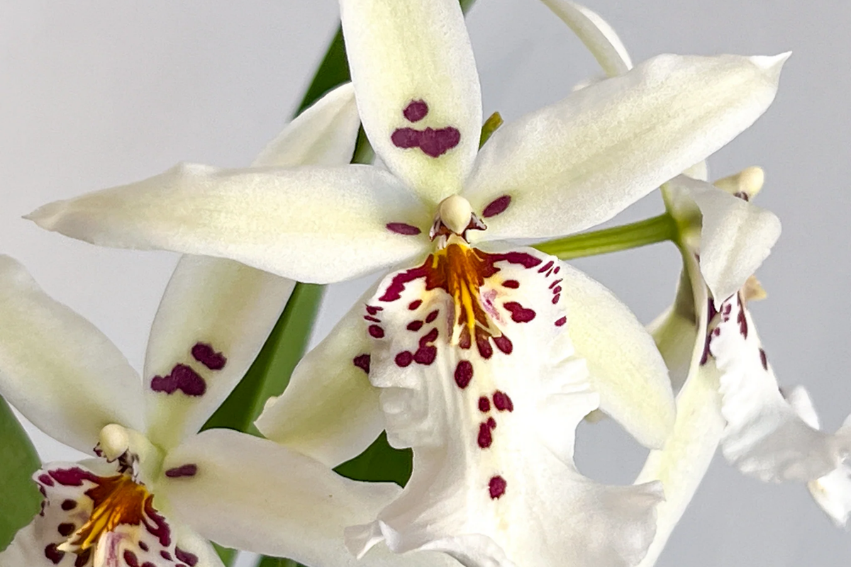 Winter Wonderland 'White Fairy' Orchid Dendrobium Bare Root Seedling – Fragrant Starter Plant
