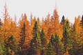 American Larch Tree Live Bare Root 10-12" Tamarack Starter Plant | Zone 3-9