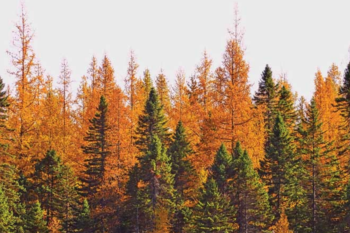 American Larch Tree Live Bare Root 10-12" Tamarack Starter Plant | Zone 3-9
