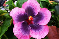 Madagascar Hibiscus Hibiscus moscheutos Starter Plant – 3–5 Inches