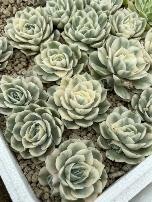Echeveria Onslow Variegata – Rare Variegated Bare Root Succulent 2–3"