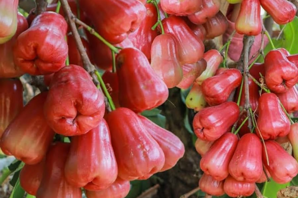 Pink Wax Apple Tree (Syzygium samarangense) Live Fruit Plant 1’-2’ Tall – Starter Plant