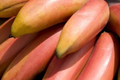 Red Banana Tree Musa acuminata 'Red Dacca' Starter Plant 10-20" Tall
