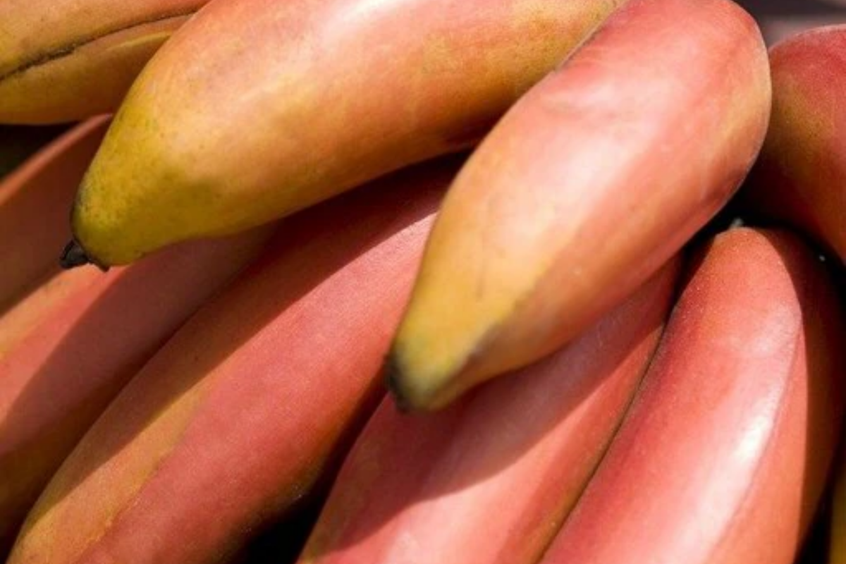 Red Banana Tree Musa acuminata 'Red Dacca' Starter Plant 10-20" Tall