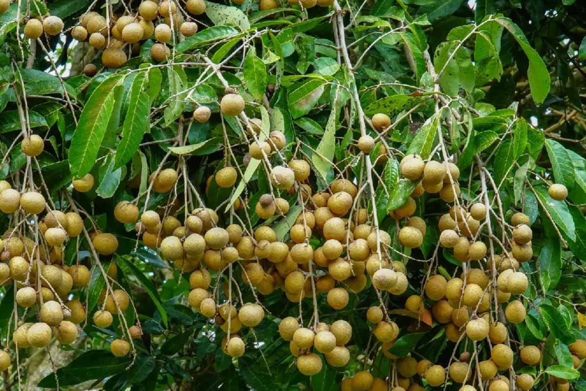 Grafted Longan Tree (Dimocarpus longan) - Dragon's Eye Fruit, 12"-24"