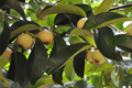 Mangosteen Tree (Garcinia mangostana) - Starter Plant, 6" - Queen of Fruits