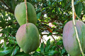 Julie Mango Live Tree Seedling (Mangifera indica) 1’-2’ – Starter Plant for Containers