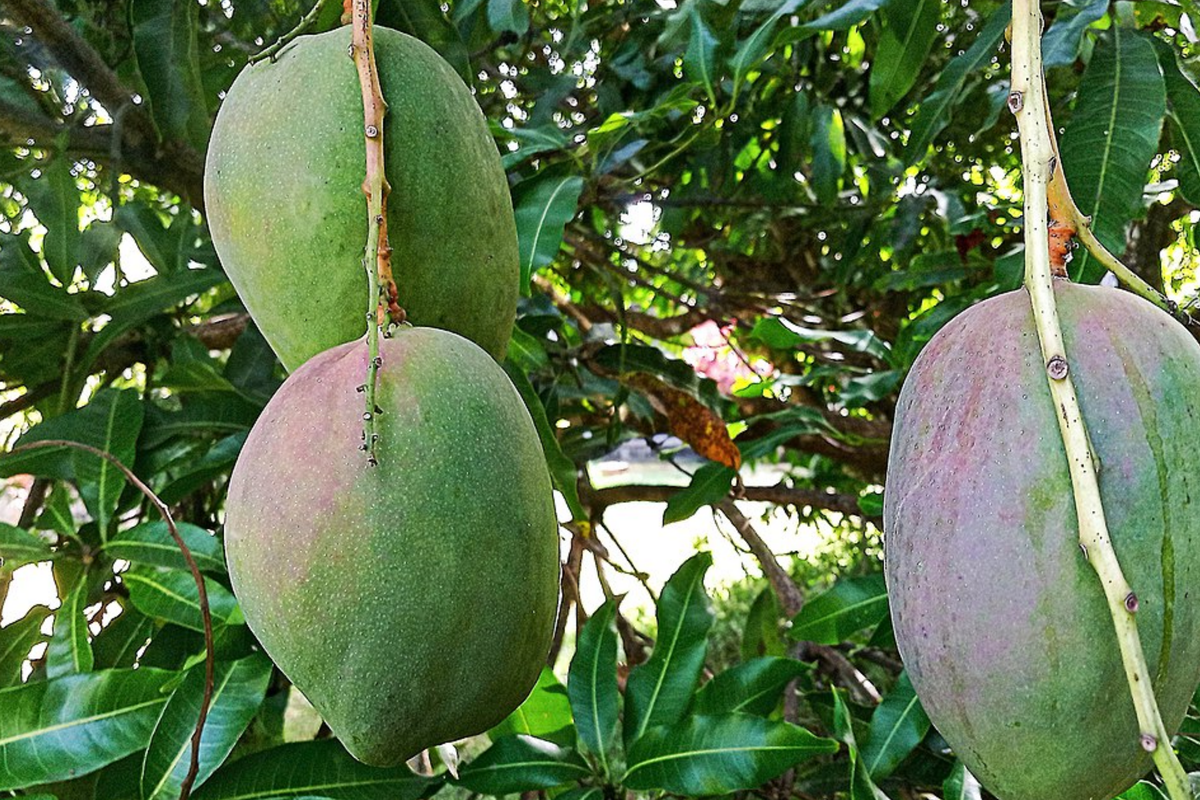 Julie Mango Live Tree Seedling (Mangifera indica) 1’-2’ – Starter Plant for Containers