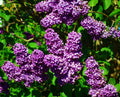 Lilac Bushes Syringa vulgaris - 2 Bare Root 1–2 ft - Fragrant Purple Blooms