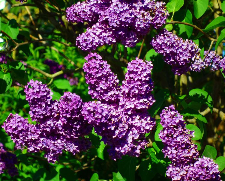 Lilac Bushes Syringa vulgaris - 2 Bare Root 1–2 ft - Fragrant Purple Blooms