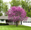 Eastern Redbud Trees (Cercis canadensis) Bare Root - 2ft, 2 Trees