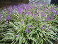 10 Variegated Monkey Grass Bare Roots (Liriope muscari ‘Variegata’) – Groundcover