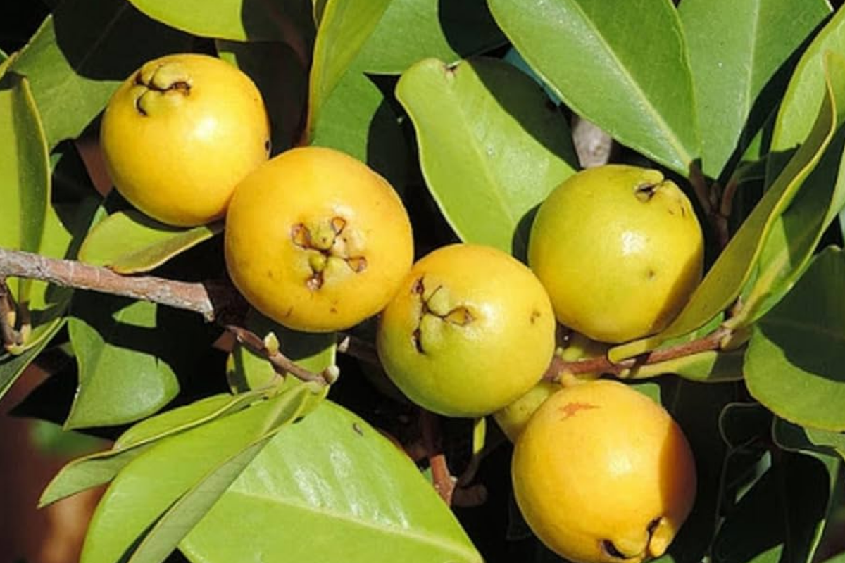 Strawberry Yellow Guava Tree (Psidium littorale var. lucidum) - 1-2' Starter Plant