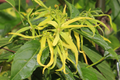 Ylang Ylang Live Tree (Cananga odorata) 1’-2’ Starter Plant with Fragrant Star-Shaped Flowers