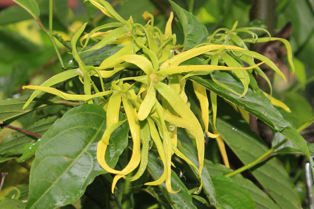 Ylang Ylang Live Tree (Cananga odorata) 1’-2’ Starter Plant with Fragrant Star-Shaped Flowers
