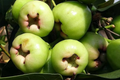 Green Wax Jambu Tree (Syzygium samarangense) - Starter Live Plant, 12"-24"