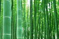 Bambusa vulgaris Bamboo Starter Plant 12"-24" – Live Bamboo for Privacy Screens