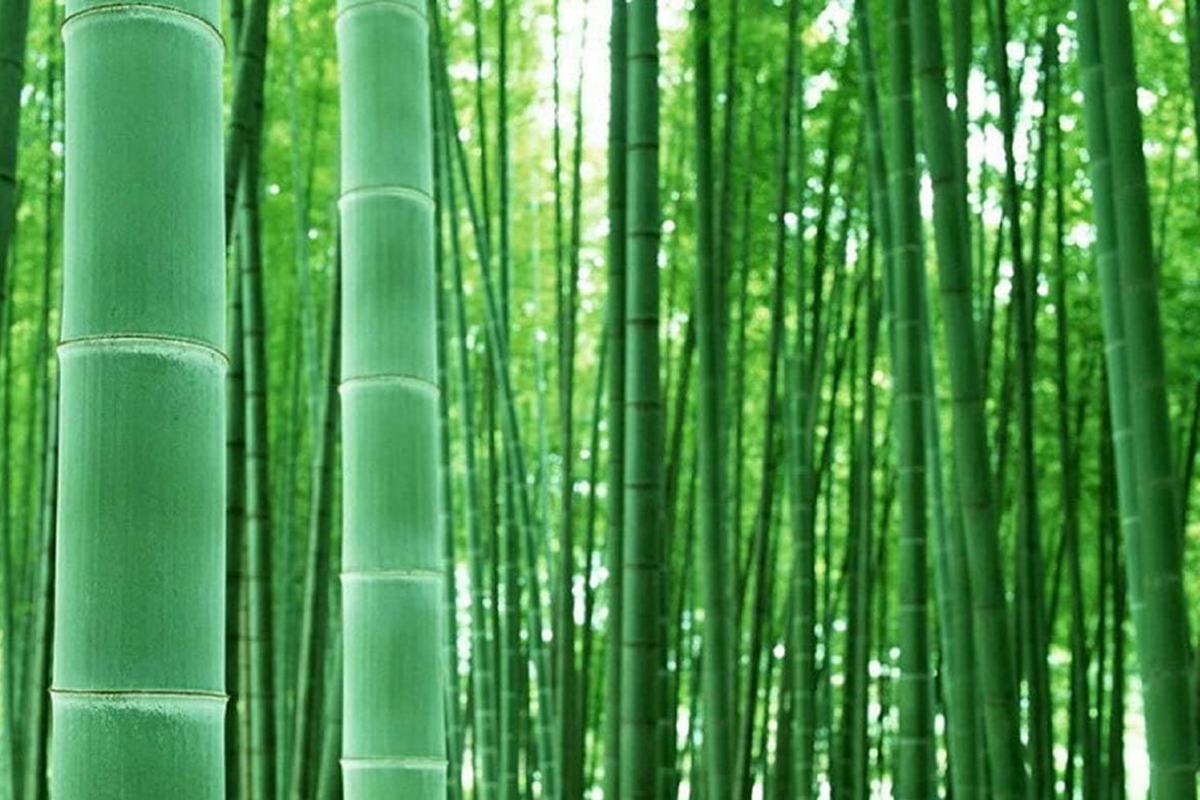 Bambusa vulgaris Bamboo Starter Plant 12"-24" – Live Bamboo for Privacy Screens