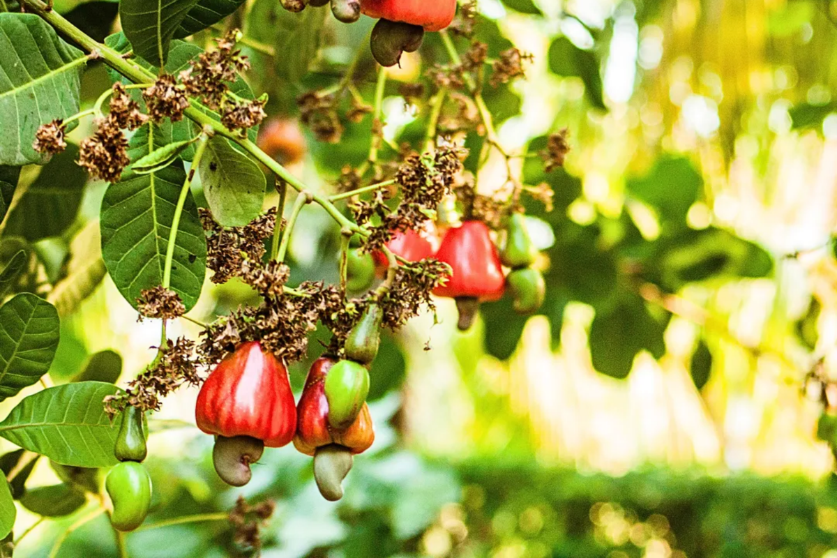 Cashew Nut Tree (Anacardium occidentale) Starter Plant 12"-18"