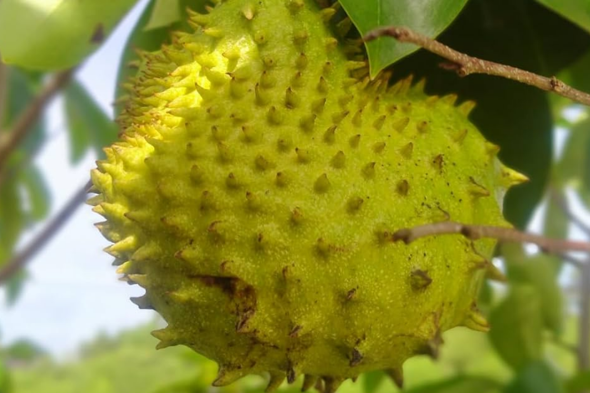 Golden Yellow Soursop Tree - Live Annona muricata (10"-20"), Starter Plant