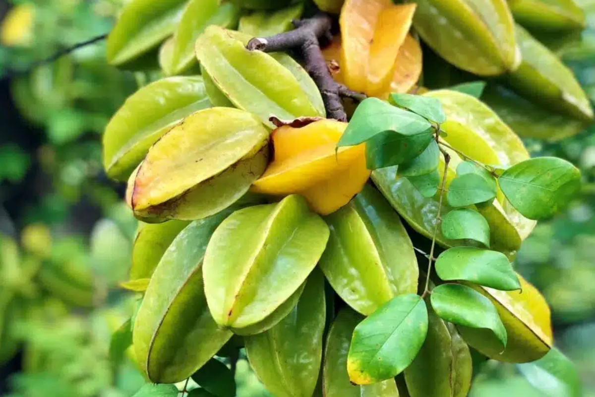 Big Carambola Tree (Averrhoa carambola) - Grafted Live Starter Plant 2'-3' tall