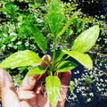 Amazon Sword Marble Queen Live Aquarium Plant - Variegated Echinodorus (Bare Root, Small)