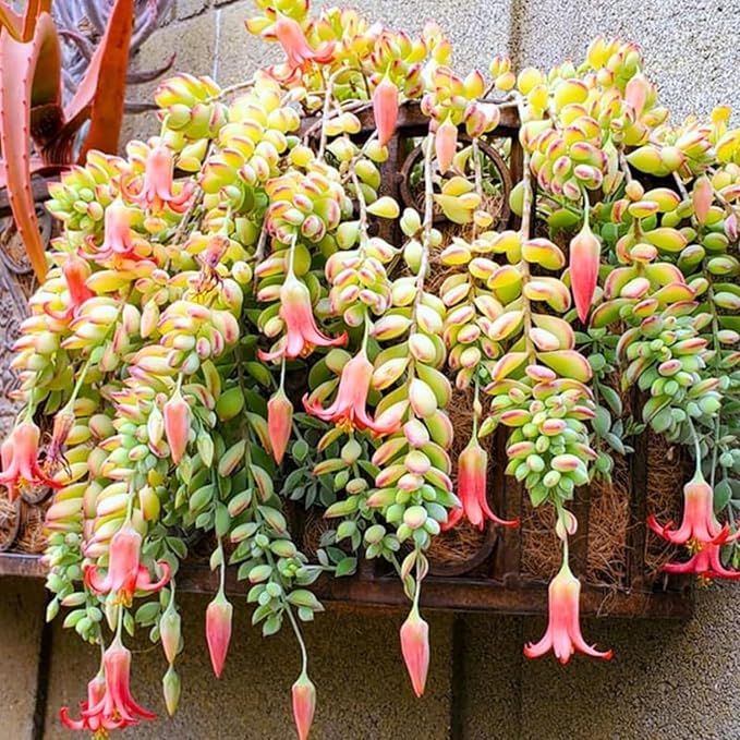 Cotyledon pendens Cuttings - 3 Unrooted Trailing Succulent Cuttings for Hanging Baskets