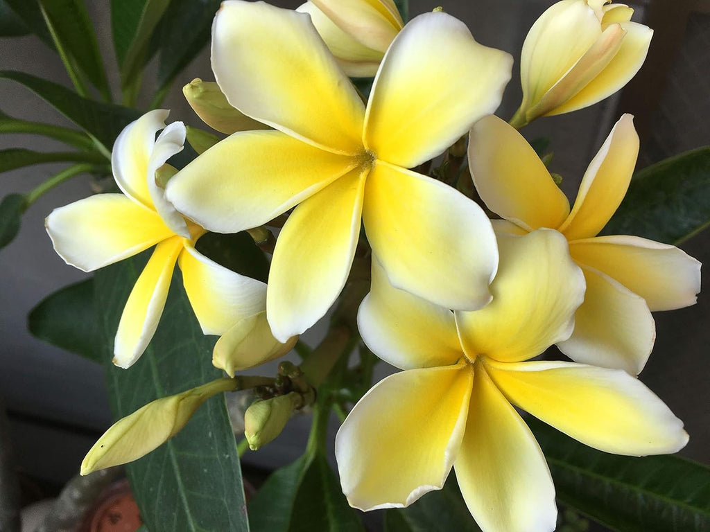Yellow Hawaiian Plumeria Cutting | 9–12” Unrooted Stem | Frangipani Fragrance