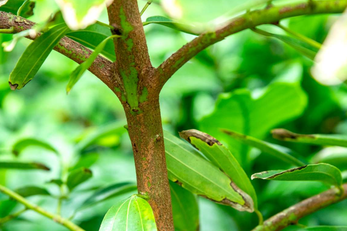 Cinnamon Tree (Cinnamomum verum) - 12-24" Live Starter Plant