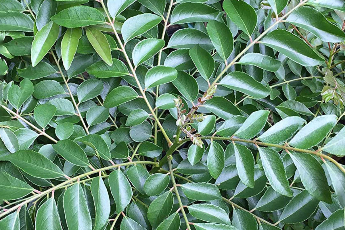 Curry Tree - Live Murraya koenigii Starter Plant, 1’-2’ tall