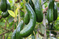 Avocado Longneck Tree - Live 1’-2’ Seedling, Self-Pollinating, Year-Round Fruit